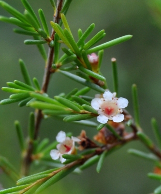 Baeckea frutescens