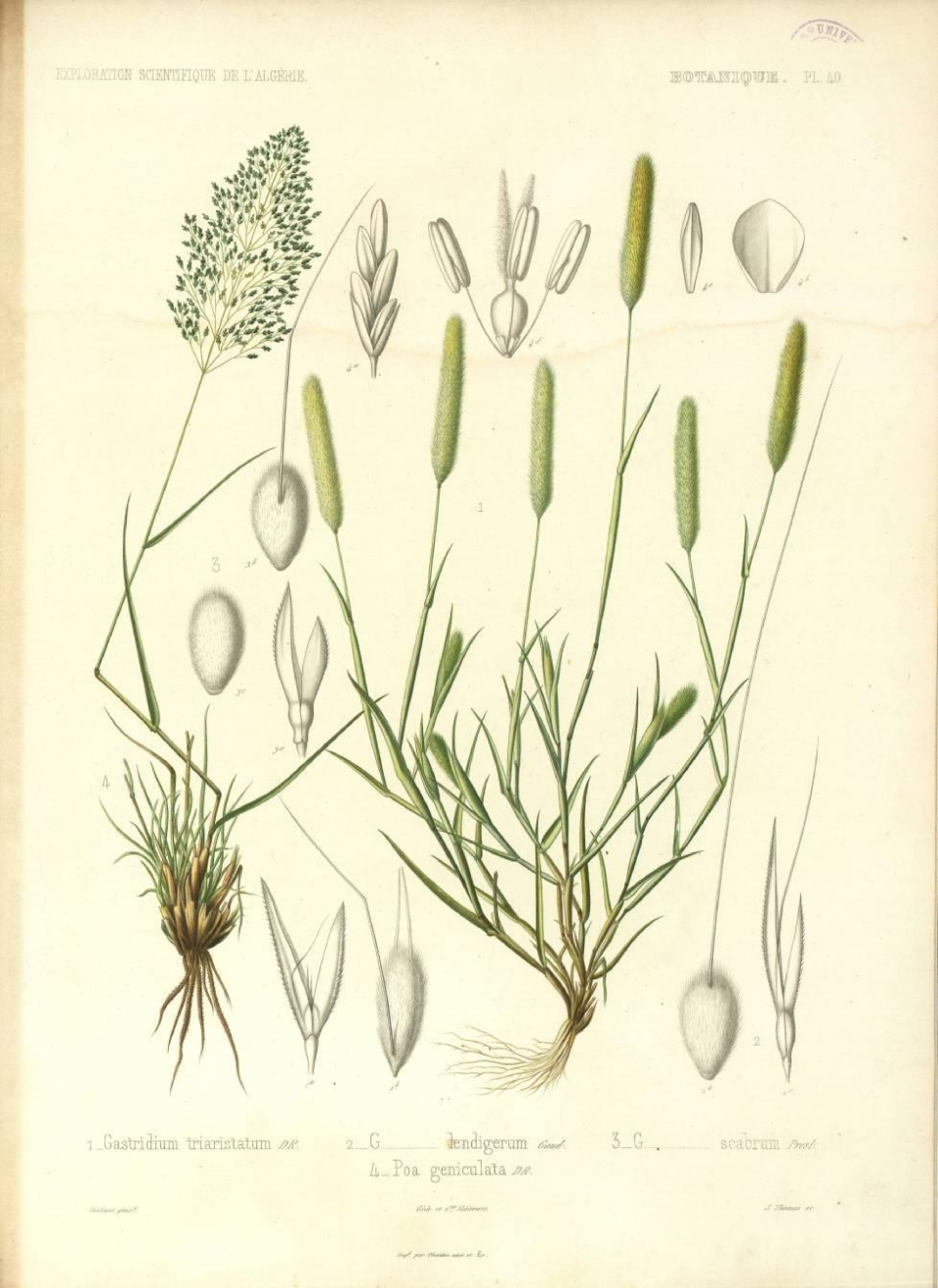Eragrostis cylindriflora