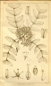 Ptaeroxylon obliquum