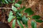 Diospyros eriantha