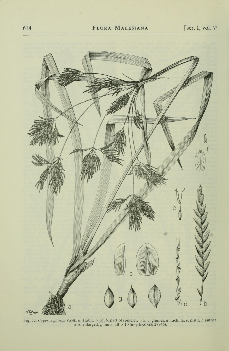Cyperus pilosus