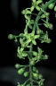 Ailanthus integrifolia