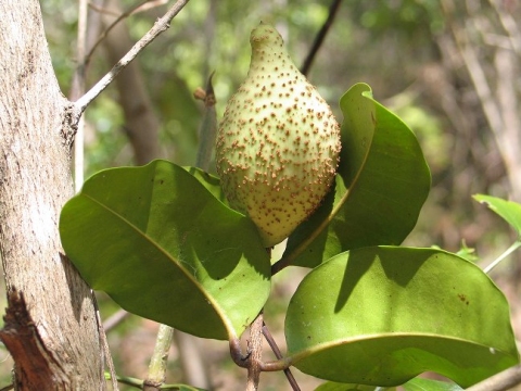 Landolphia myrtifolia