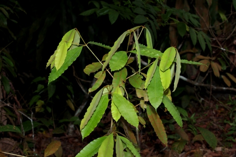 Calophyllum rubiginosum