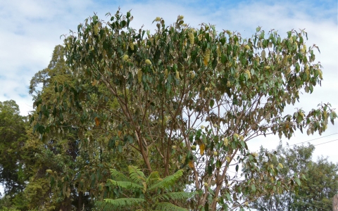 Croton megalocarpus