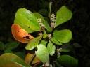 Croton nitidulus