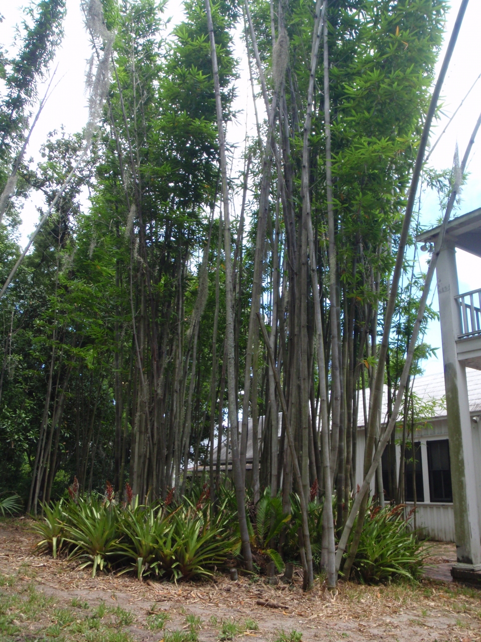 Bambusa oldhamii