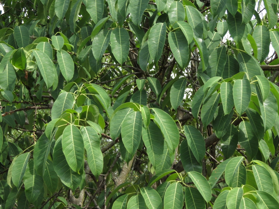 Ficus tsjakela