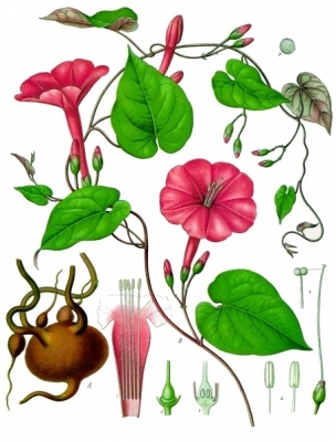 Ipomoea purga