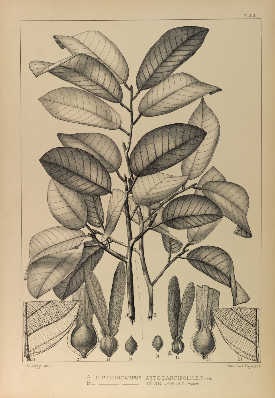 Dipterocarpus costatus