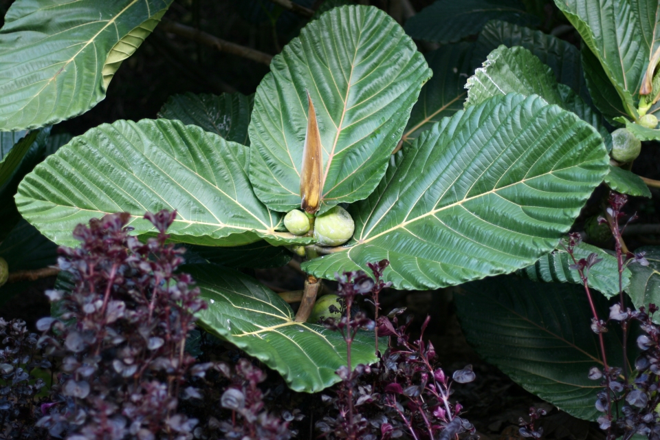 Ficus dammaropsis
