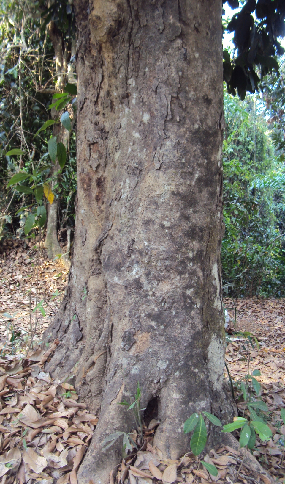 Vateria indica