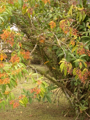 Miconia longifolia