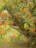 Miconia longifolia