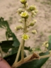 Nectandra angusta