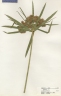 Cyperus canus