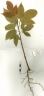 Canarium vitiense
