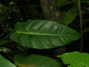 Philodendron sagittifolium