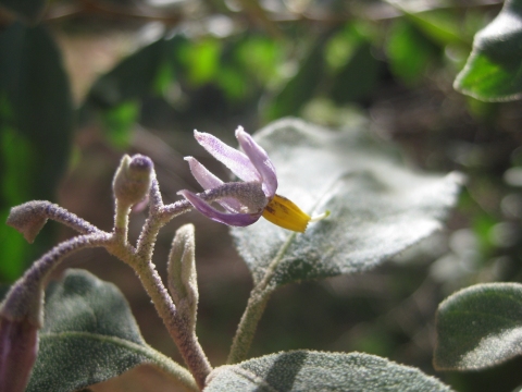 Solanum tettense