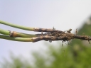 Equisetum ramosissimum