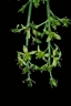 Ailanthus triphysa