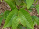 Holarrhena pubescens