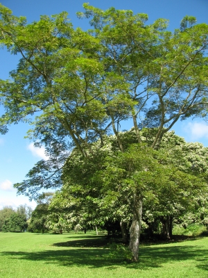 Albizia zygia