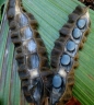 Mucuna mollissima