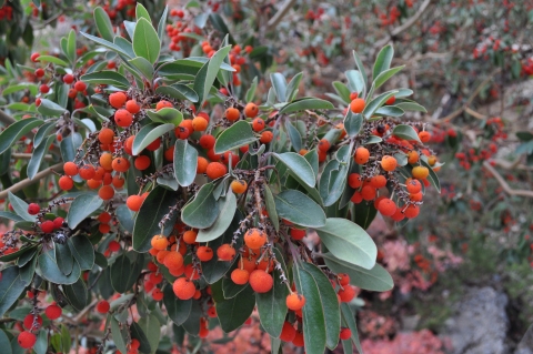 Arbutus xalapensis