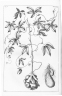 Dioscorea pentaphylla