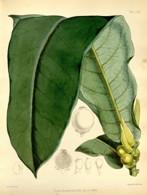 Ficus theophrastoides