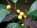 Ficus subtrinervia