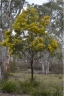 Acacia decurrens