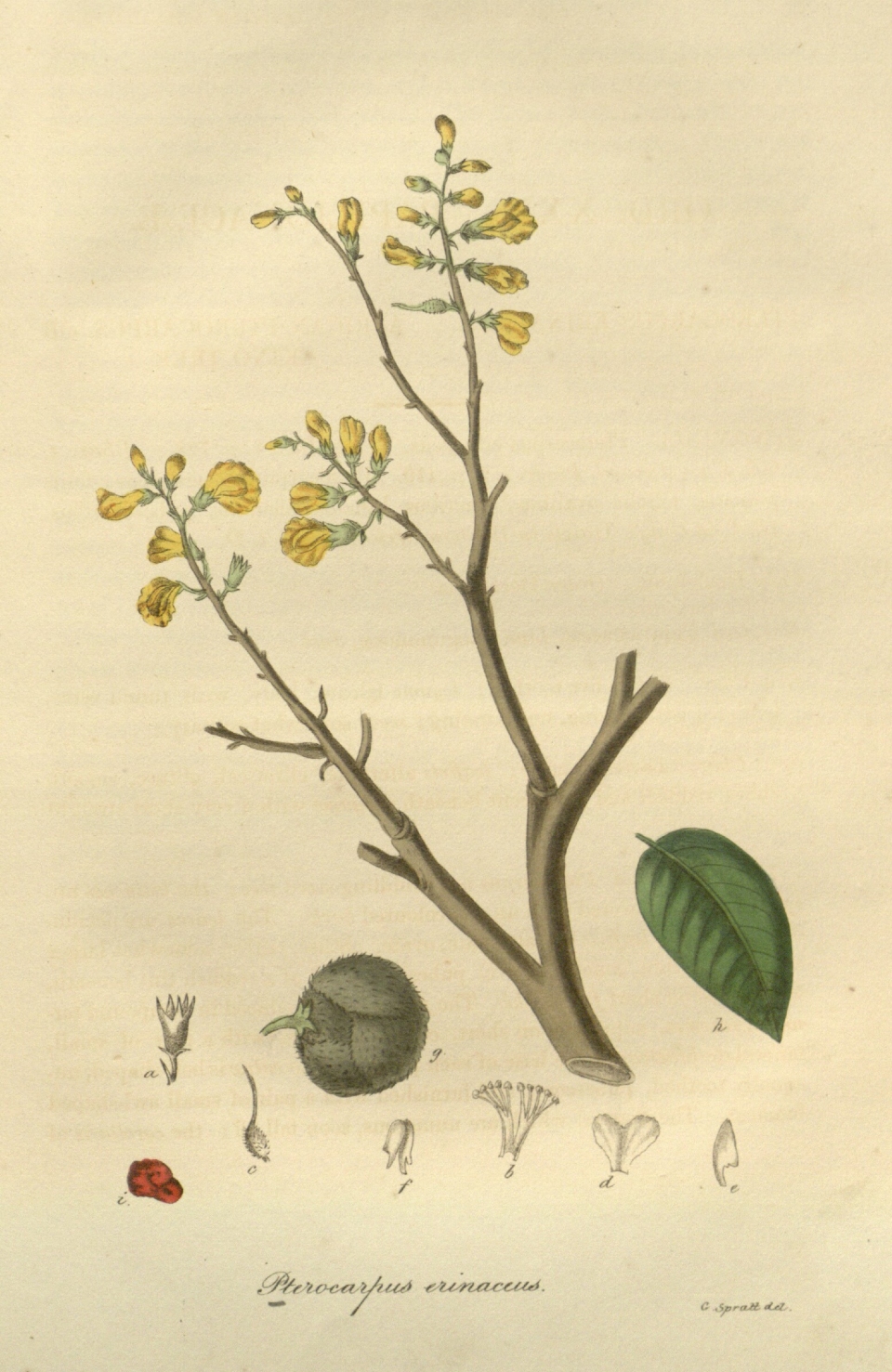 Pterocarpus erinaceus