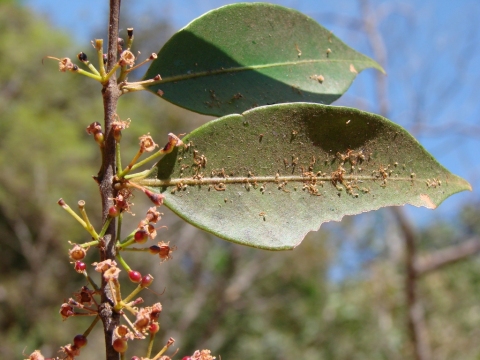 Siphoneugena densiflora