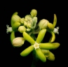 Fockea multiflora