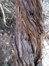 Buddleja tucumanensis