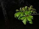 Pradosia atroviolacea