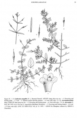 Lindernia micrantha