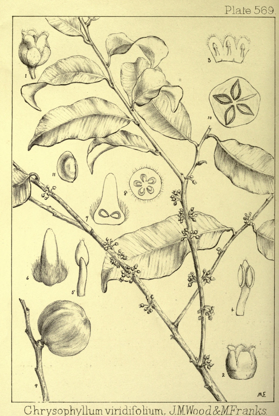 Chrysophyllum viridifolium