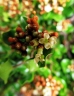 Leptolaena pauciflora