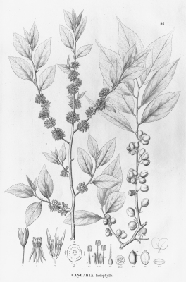 Casearia lasiophylla