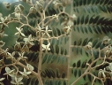 Dictyoloma vandellianum