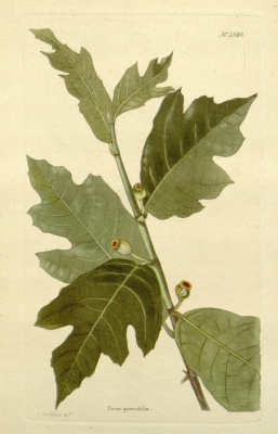 Ficus sinuata