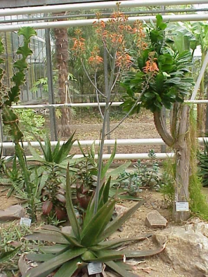 Aloe lateritia