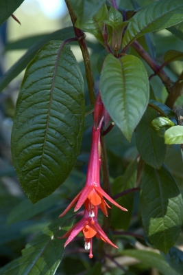Fuchsia denticulata