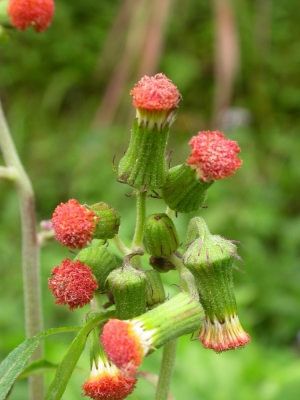 Crassocephalum crepidioides