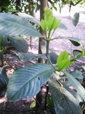 Garcinia pedunculata