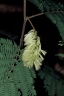 Paraserianthes lophantha