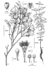 Syzygium canicortex